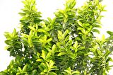 TAFLAN MİCROPHYLLUS 3 ADET - YEŞİL SAKSIDA HEDİYELİK