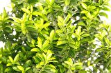 TAFLAN MİCROPHYLLUS 3 ADET - YEŞİL SAKSIDA HEDİYELİK
