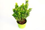 TAFLAN MİCROPHYLLUS 3 ADET - YEŞİL SAKSIDA HEDİYELİK