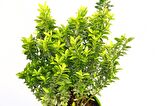 TAFLAN MİCROPHYLLUS 3 ADET - YEŞİL SAKSIDA HEDİYELİK