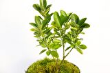 BONSAİ TAFLAN EUONYMUS JAPONİCA