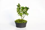 BONSAİ TAFLAN EUONYMUS JAPONİCA