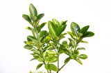 BONSAİ TAFLAN EUONYMUS JAPONİCA 2 ADET