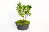 BONSAİ TAFLAN EUONYMUS JAPONİCA 2 ADET