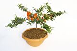 BONSAİ ATEŞ DİKENİ 5 ADET