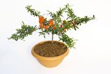 BONSAİ ATEŞ DİKENİ 3 ADET