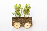 OFİS BİTKİSİ BUXUS - AHŞAP ARABA SAKSIDA HEDİYELİK