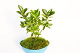 BONSAİ EUONYMUS JAPONİCA AUREA 2 ADET