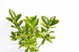 BONSAİ EUONYMUS JAPONİCA AUREA 2 ADET