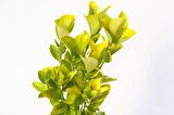 GOLD TAFLAN (2'Lİ DİKİM) - SARI ÇİT BİTKİSİ