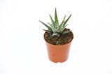 ZEBRA KAKTÜS 5 ADET - Haworthia Fasciata