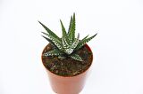ZEBRA KAKTÜS 5 ADET - Haworthia Fasciata