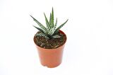 ZEBRA KAKTÜS 5 ADET - Haworthia Fasciata