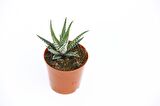 ZEBRA KAKTÜS 10 ADET - Haworthia Fasciata