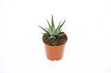 ZEBRA KAKTÜS 10 ADET - Haworthia Fasciata