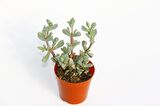 PEMBE BUZ ÇİÇEĞİ 10 ADET - Oscularia Deltoides