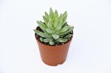 SEDUM NİCAEENSİS 5 ADET SUKULENT