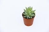 SEDUM NİCAEENSİS 5 ADET SUKULENT