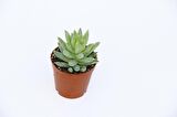 SEDUM NİCAEENSİS 5 ADET SUKULENT