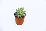 SEDUM NİCAEENSİS 5 ADET SUKULENT