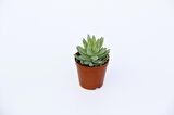 SEDUM NİCAEENSİS 5 ADET SUKULENT