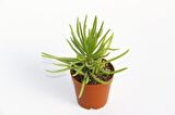 Senecio Barbertonicus Himalaya - 5 ADET SUKULENT