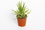Senecio Barbertonicus Himalaya - 5 ADET SUKULENT