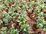 BONSAİ FİCUS GİNSENG