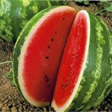 KARPUZ EKİM SETİ -TOHUM,TOPRAK,SAKSI,BİTKİ BESİNİ