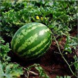 KARPUZ EKİM SETİ -TOHUM,TOPRAK,SAKSI,BİTKİ BESİNİ