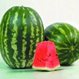 KARPUZ EKİM SETİ -TOHUM,TOPRAK,SAKSI,BİTKİ BESİNİ