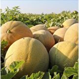 KAVUN EKİM SETİ -TOHUM,TOPRAK,SAKSI,BİTKİ BESİNİ