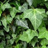 HEDERA SARMAŞIK 2 ADET - ASKILI SAKSIDA HEDİYELİK