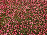 BEGONYA ÇİÇEĞİ 45 ADET - PEMBE RENK