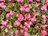 BEGONYA ÇİÇEĞİ 90 ADET - PEMBE RENK