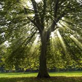BATI ÇINARI FİDANI - Platanus Occidentalis