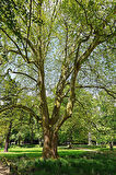 BATI ÇINARI FİDANI - Platanus Occidentalis