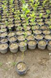 BATI ÇINARI FİDANI 3 ADET - Platanus Occidentalis