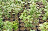 AKÇAAĞAÇ FİDANI 5 ADET - Acer Platanoides