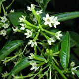 MELİSA ÇİÇEĞİ FİDANI 5 ADET - Cestrum Nocturnum