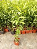 MELİSA ÇİÇEĞİ FİDANI 5 ADET - Cestrum Nocturnum