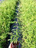 LİMON MELİSA  BİTKİSİ 3 ADET - Melissa Officinalis