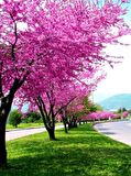 ERGUVAN FİDANI 3 ADET - Cercis Siliquastrum