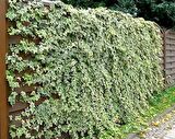HEDERA SARMAŞIK 10 ADET - 1.5 + METRE SARILICI BİTKİ