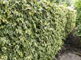 HEDERA SARMAŞIK 10 ADET - 1.5 + METRE SARILICI BİTKİ