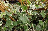 HEDERA SARMAŞIK 10 ADET - 1.5 + METRE SARILICI BİTKİ