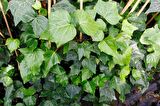 HEDERA SARMAŞIK 10 ADET - 1.5 + METRE SARILICI BİTKİ