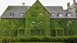HEDERA SARMAŞIK - 1.5 + METRE SARILICI BİTKİ