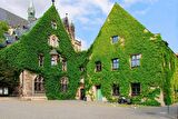 HEDERA SARMAŞIK - 1.5 + METRE SARILICI BİTKİ