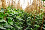HEDERA SARMAŞIK - 1.5 + METRE SARILICI BİTKİ